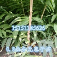 黃金樹彩葉樹種之一1米高無患子苗江蘇秋季供應(yīng)