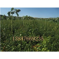 供應(yīng)山杏苗