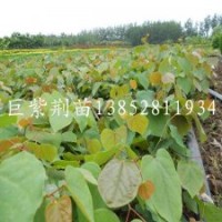 觀花大喬木巨紫荊小苗當(dāng)年生1米高少量供應(yīng)