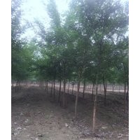 河北苗木基地供應綠化苗木國槐,金葉榆,速生柳