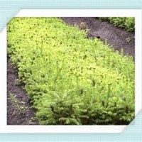 15-20公分 原床小苗（云杉） 二年生