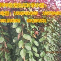 速生紅葉李、陜西紅葉李小苗、優(yōu)質(zhì)紅葉李樹(shù)苗