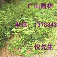 大量供應(yīng)桂花苗、美國紅楓、銀杏等
