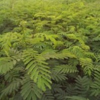 批發(fā)合歡小苗、一年生合歡小苗價格、合歡價格