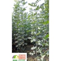 1、1.5、2公分速生白蠟小苗低價(jià)出售