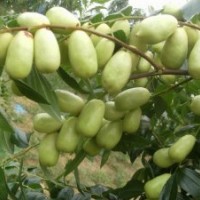 棗苗就選棗豐棗苗13932766515