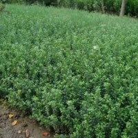 河北深州北四王苗木-30-80公分冬青（大葉黃楊）