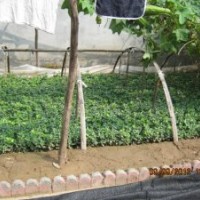 河北深州北四王扦插小苗，冬青，女貞，衛(wèi)矛