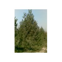 供應(yīng)白皮松15米白皮松2.5米白皮松3.5米白皮松價格