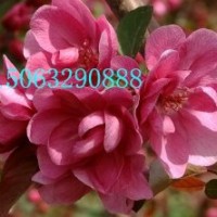 珍珠海棠苗：又名（凱爾斯）