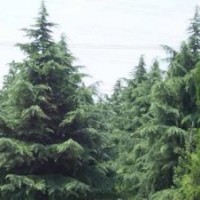 2米雪松價格3米雪松價格4米雪松價格