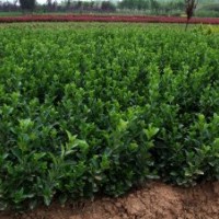 批發(fā)紅王子錦帶.紅葉小檗.金葉女貞.木槿.火棘.紅瑞木