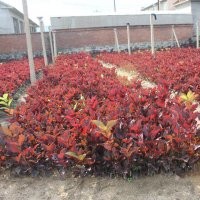 明祥苗圃2014秋季落葉小苗報(bào)價(jià)單