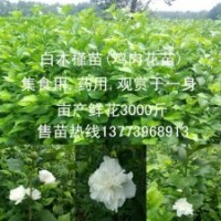 發(fā)展生態(tài)農(nóng)業(yè)栽什么苗最合適食用木槿助您好運(yùn)