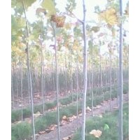 千頭椿 白蠟 五角楓 北欒