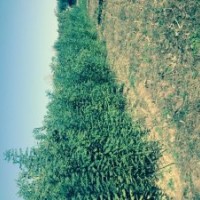 大量出售國槐小苗0.8-2公分