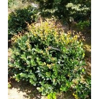 低價(jià)供應(yīng)金森女貞