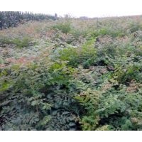 供當(dāng)年北欒。1-10公分北京欒。