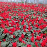 一串紅繽紛五彩供應(yīng)