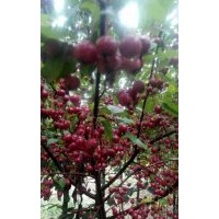 供應(yīng)2公分北美海棠