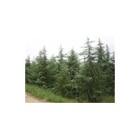 南京4米雪松多少錢