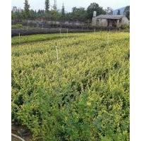 低價(jià)供應(yīng)金葉女貞小苗和球規(guī)格20-100cm全袋苗