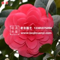 老吉園藝供應(yīng)優(yōu)質(zhì)赤丹茶花、海石榴、晚山茶等百余種茶花苗