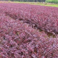 供應(yīng)20—40公分紅花繼木 紅葉石楠 金森女貞