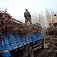 刺槐價格、洋槐價格