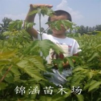 1米高復(fù)葉槭苗江蘇復(fù)葉槭苗種植基地大量供應(yīng)