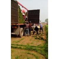 山西草坪價(jià)格