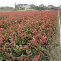 急售紅花繼木 金森女貞 紅葉石楠 杜鵑 金邊黃楊