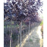 秦皇島群超園林苗木調(diào)價(jià)中~~~~~