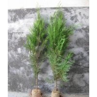 80側(cè)柏苗，1米側(cè)柏苗，1.5米側(cè)柏苗