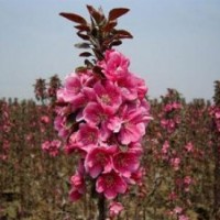 紅寶石海棠苗嫁接方法，紅寶石海棠苗管理技術(shù)。