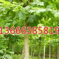 甘肅毛白楊種植基地 2015年價格趨勢