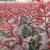 中華太陽(yáng)李、中華太陽(yáng)李苗