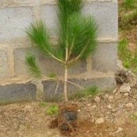 黑松小苗 油松苗木 側(cè)柏容器苗