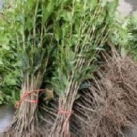 大葉女貞小苗價格|高桿女貞小苗價格