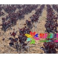 河南名品彩葉三季紅楊