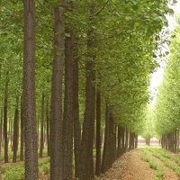 河北速生楊價格是多少