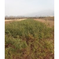 山西紅皮山桃苗 3--10公分山桃樹