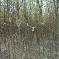 北京天津柳樹價格