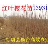 紅葉櫻花最新價格