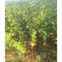 紫丁香，連翹，紅瑞木，小桃紅，榆葉梅，絲綿木，衛(wèi)矛，紅花王子