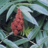 河北保定火炬樹價格是多少