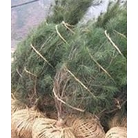 大量供應(yīng)陜西藍(lán)田白皮松