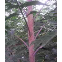 出售千頭椿