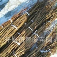 普林斯頓黃金楓 金葉五角楓接穗