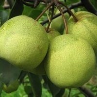 批量供應(yīng)梨樹(shù)果 銷(xiāo)售各種果樹(shù)高度梨樹(shù)苗 嫁接梨樹(shù)苗 量大優(yōu)惠